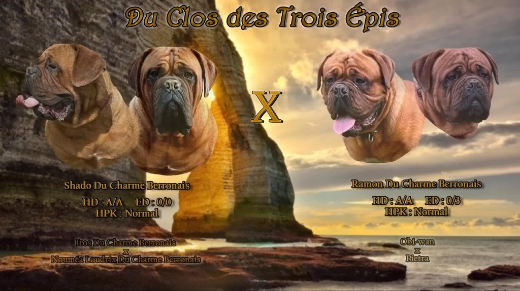 chiot Dogue de Bordeaux Du Clos Des Trois Epis